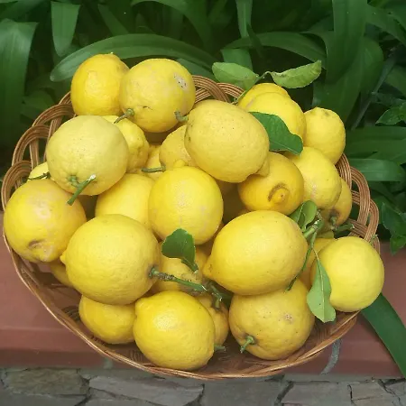 Σπίτι διακοπών I Limoni Del Sud Sardegna *